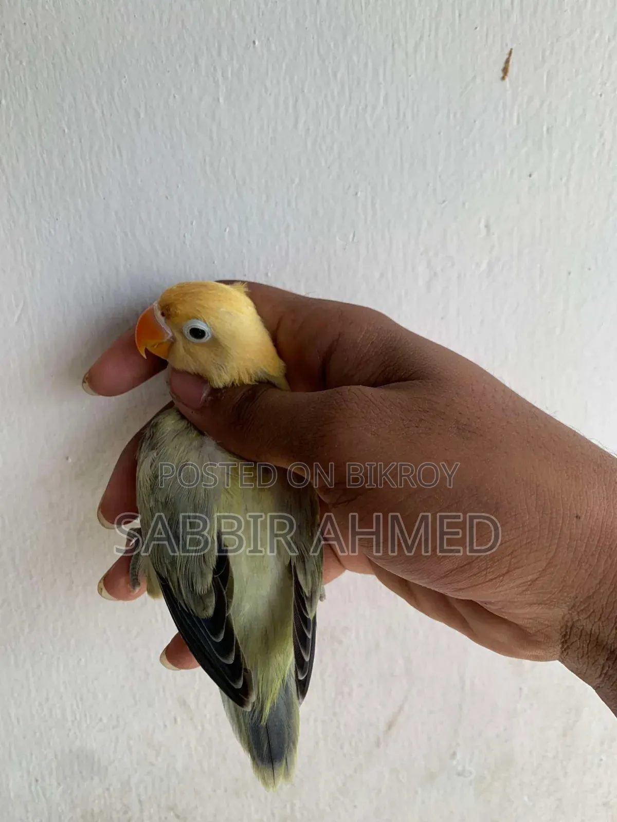 Lovebird Bird.