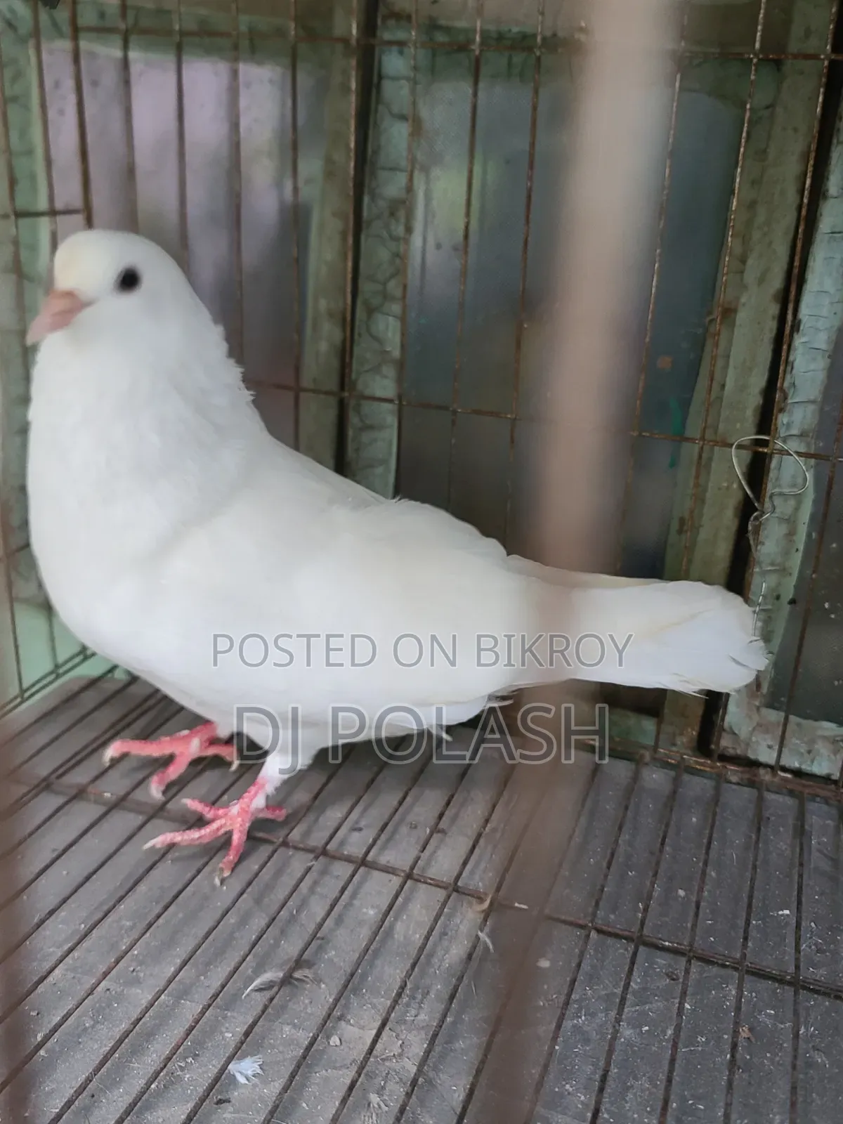 High Quality Good Pigeon