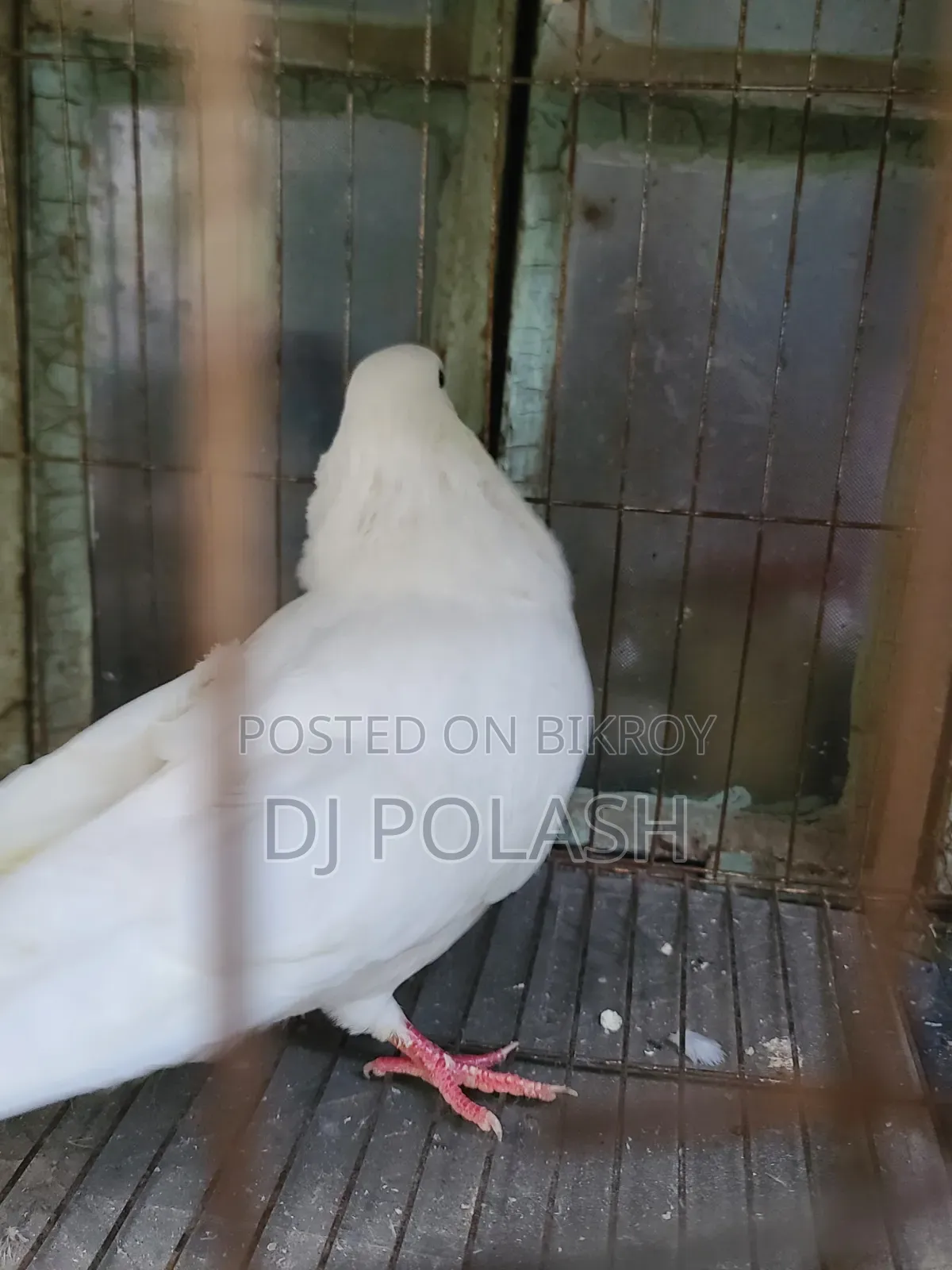 High Quality Good Pigeon
