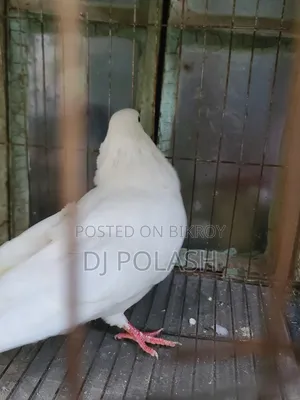 High Quality Good Pigeon