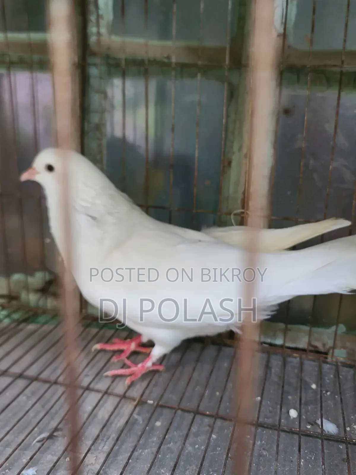 High Quality Good Pigeon