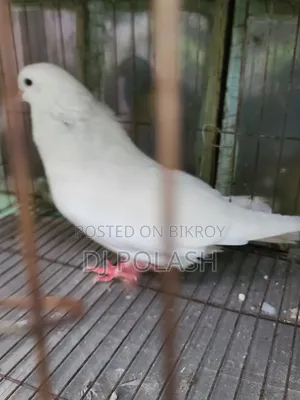 High Quality Good Pigeon
