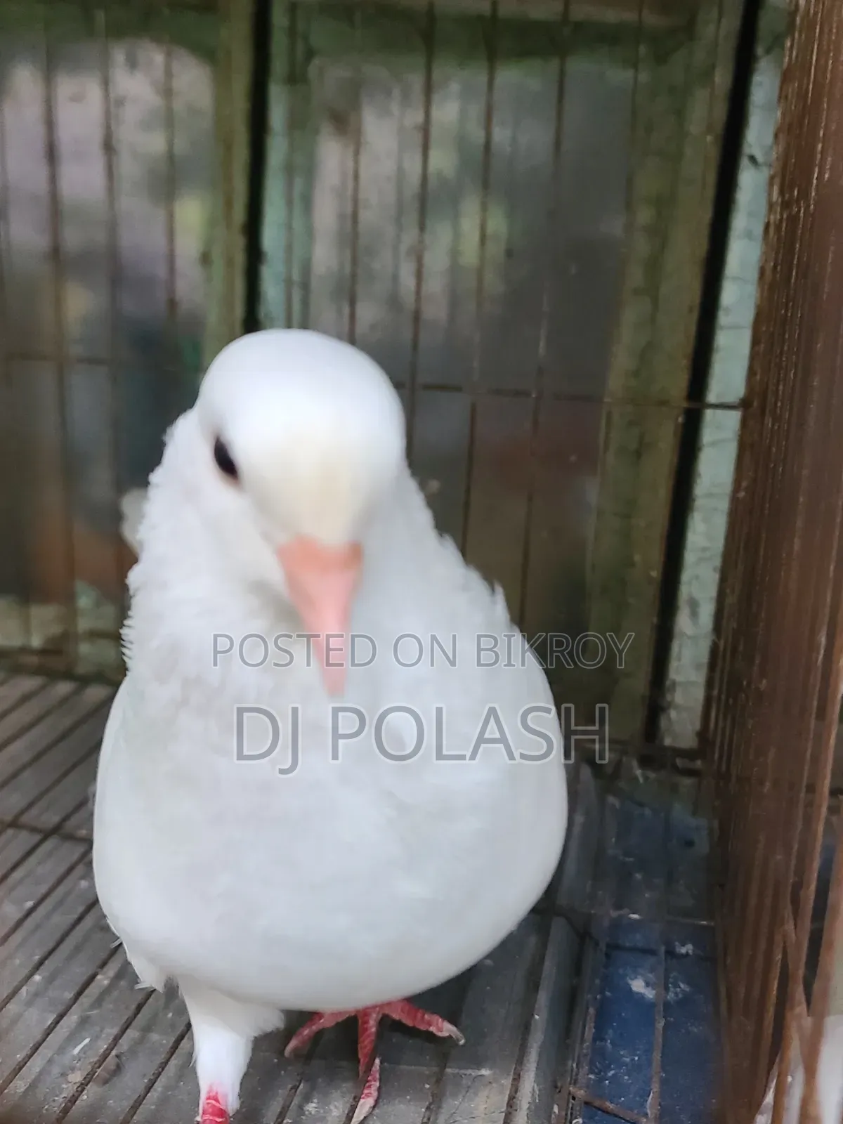High Quality Good Pigeon