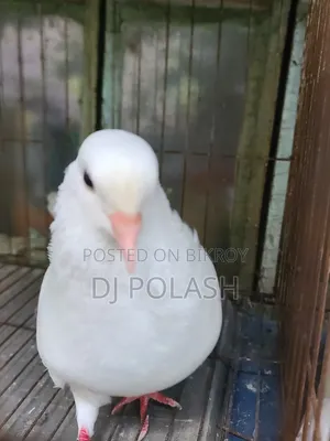 High Quality Good Pigeon