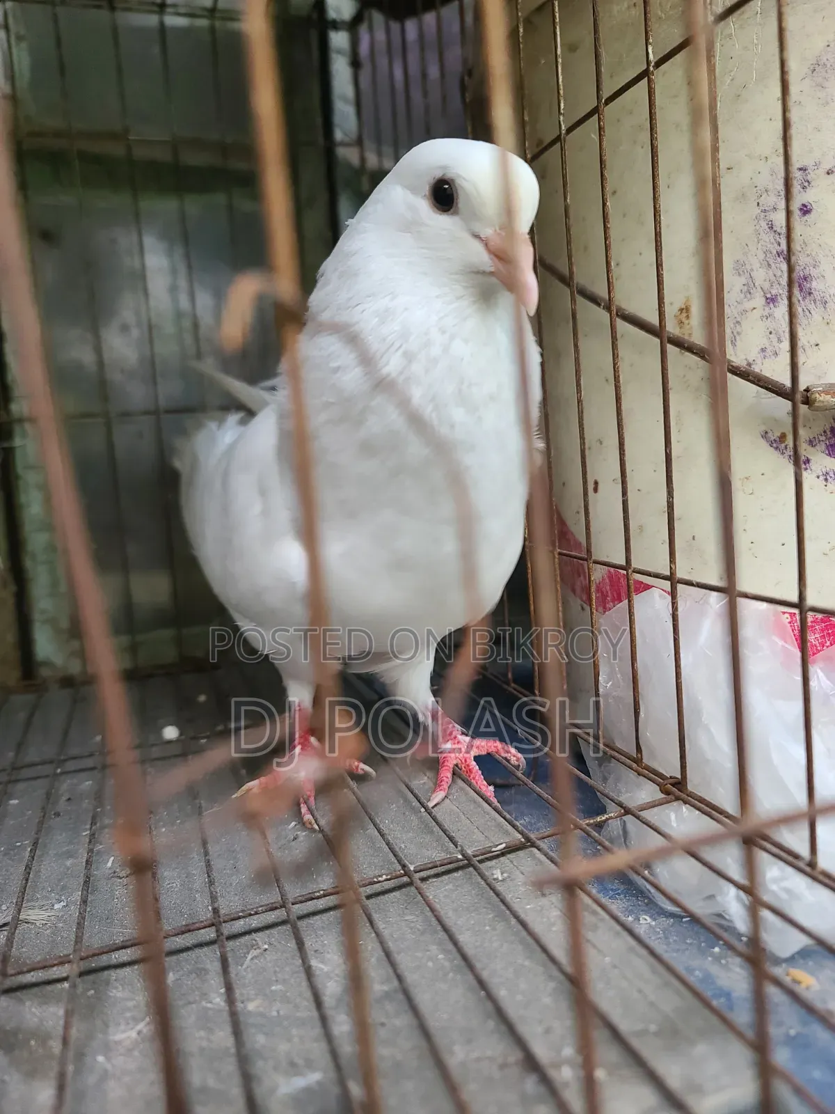High Quality Good Pigeon