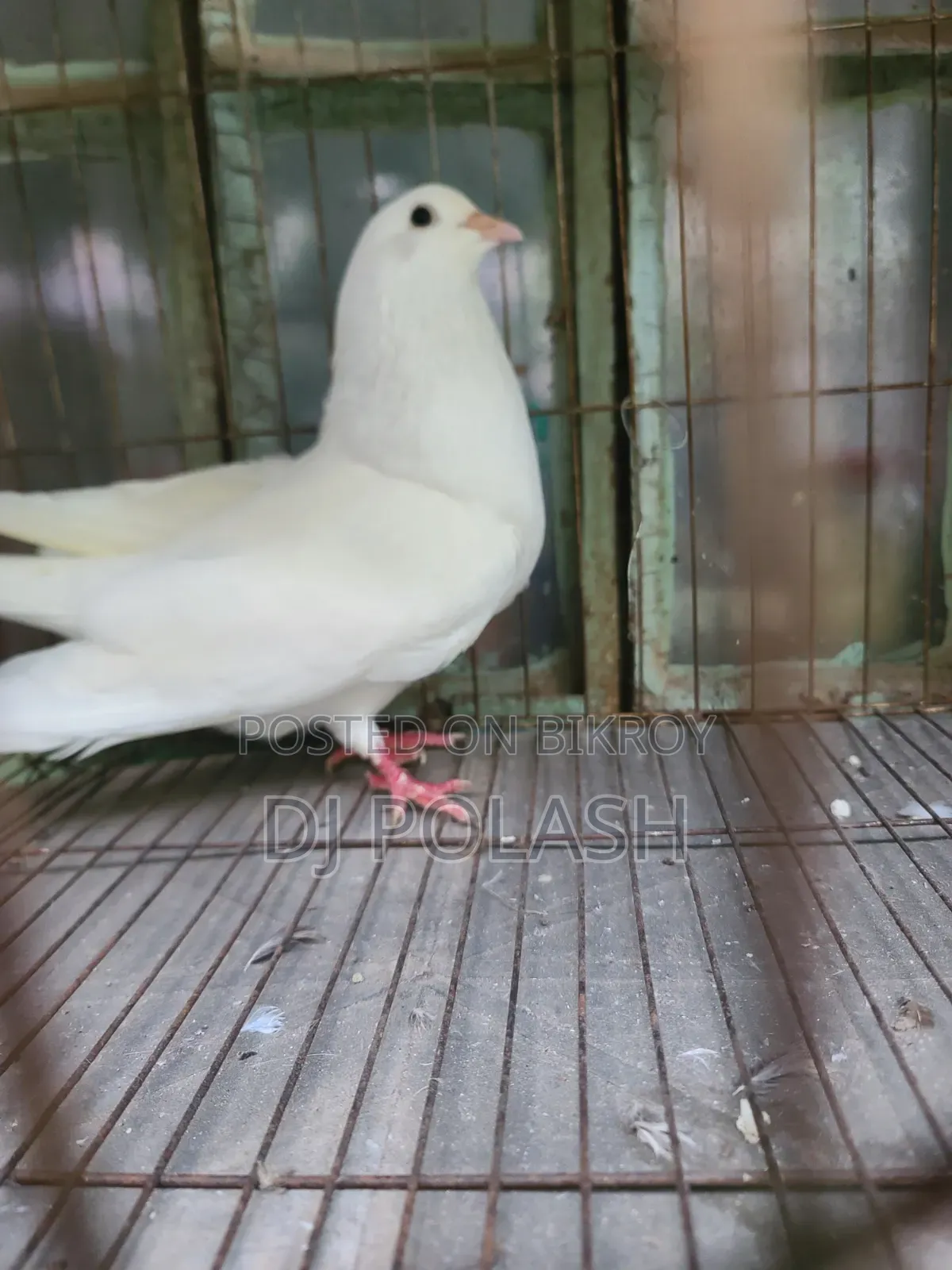 High Quality Good Pigeon