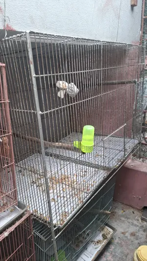 Cage for Sale