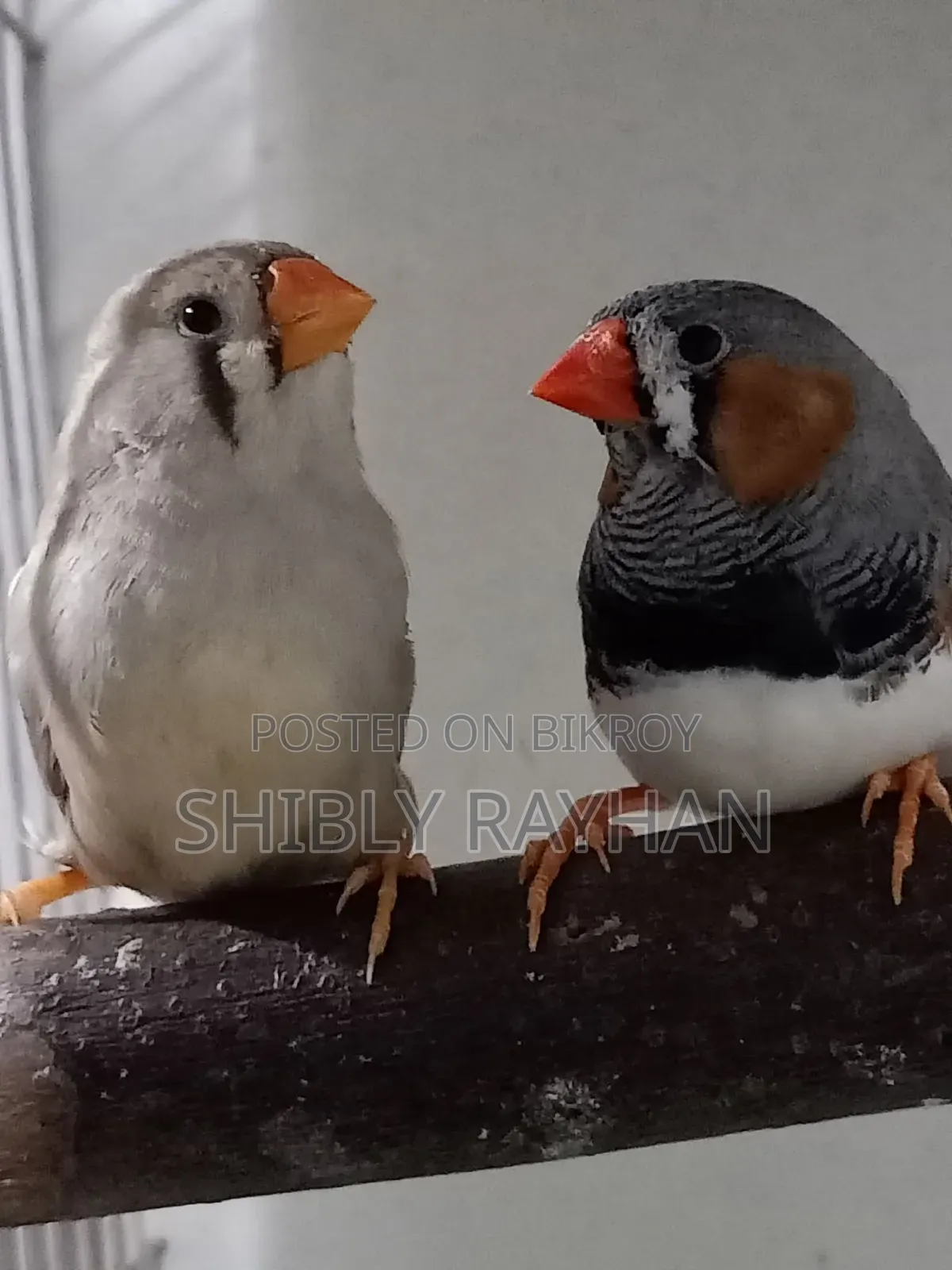 জাম্বু জেব্রা ফিঞ্চ মেল