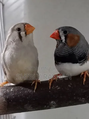 জাম্বু জেব্রা ফিঞ্চ মেল