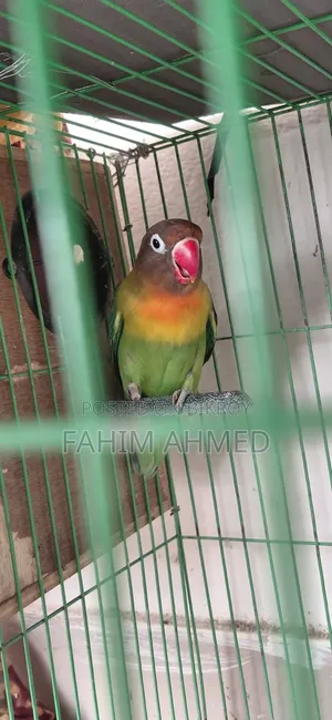 Love Bird (Fischer's)