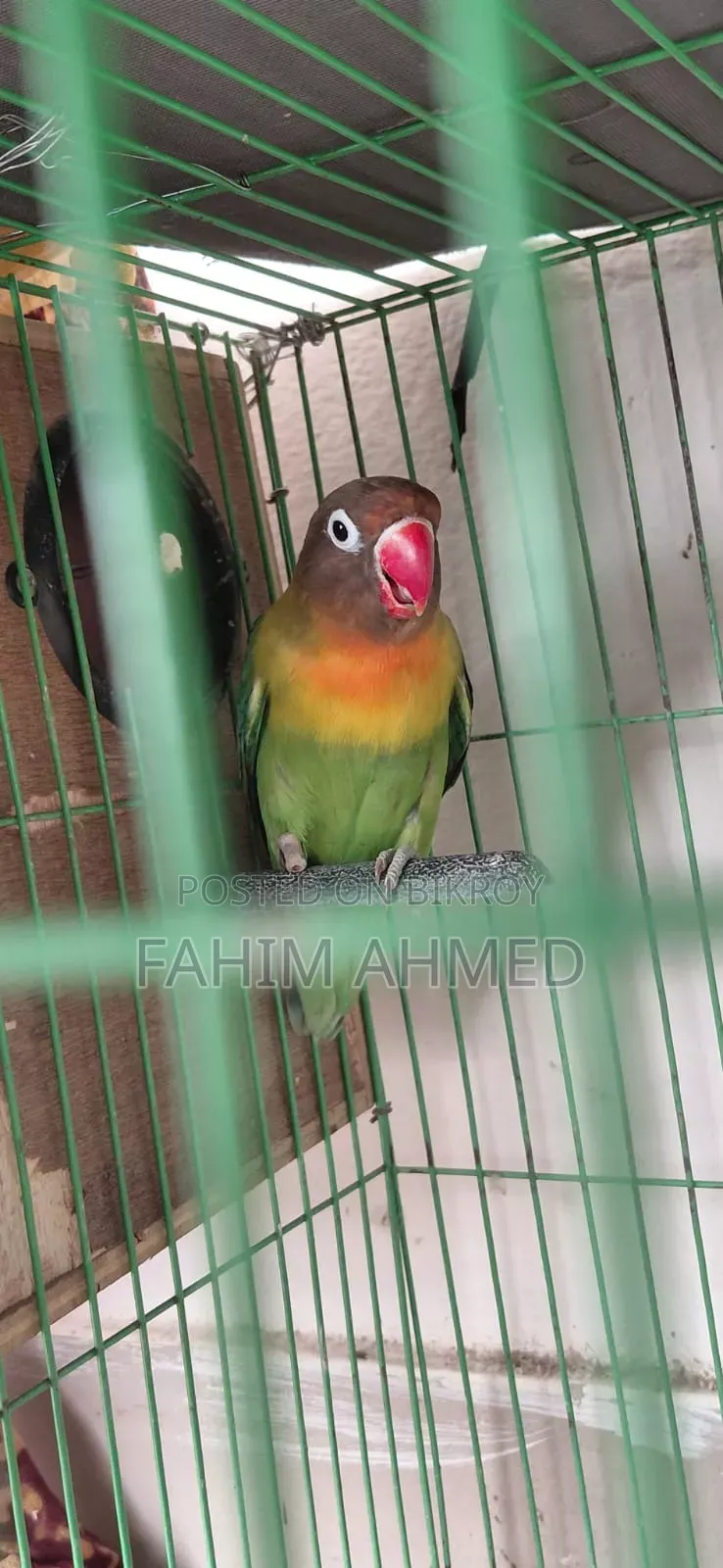 Love Bird (Fischer's)