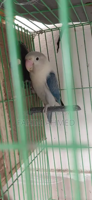 Love Bird (Fischer's)