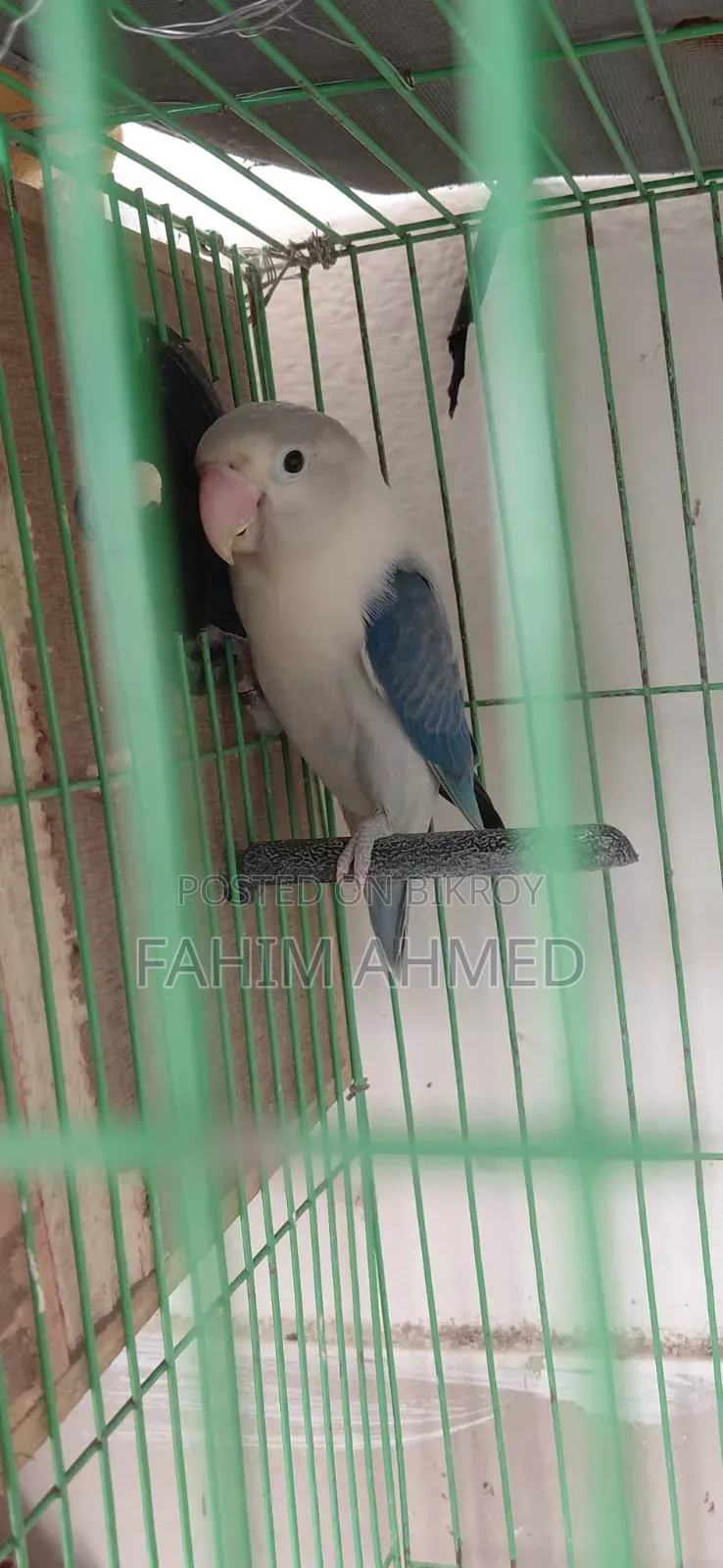 Love Bird (Fischer's)