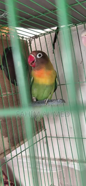 Love Bird (Fischer's)
