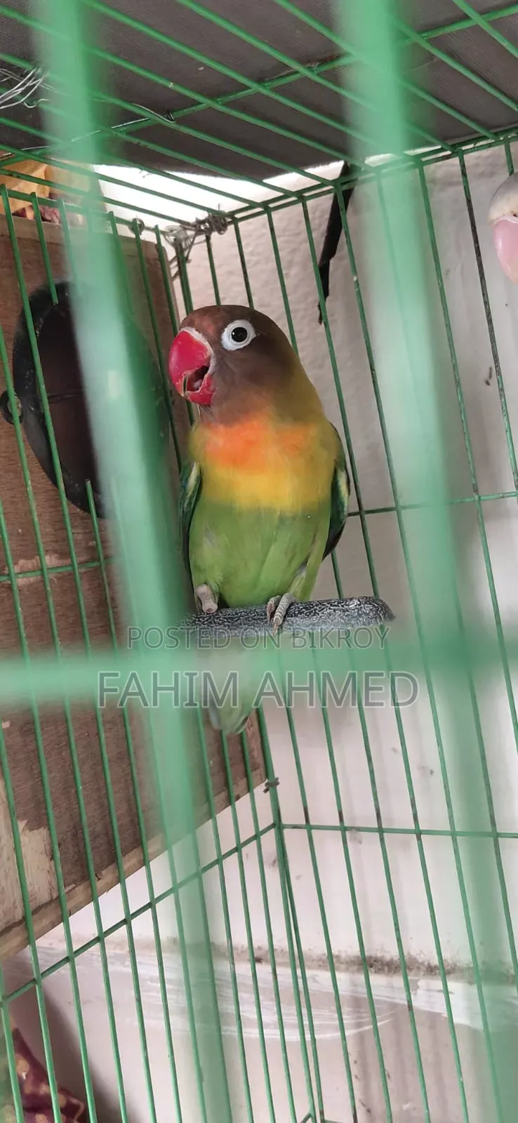 Love Bird (Fischer's)