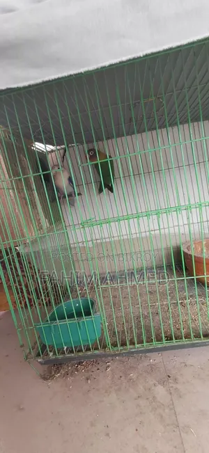 Love Bird (Fischer's)