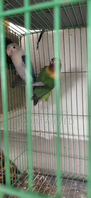 Love Bird (Fischer's)