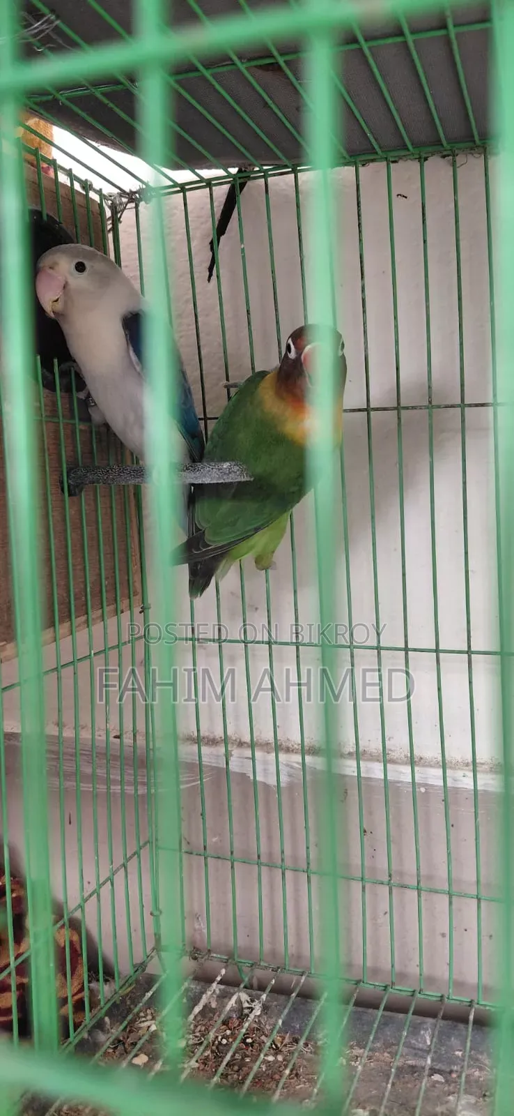 Love Bird (Fischer's)