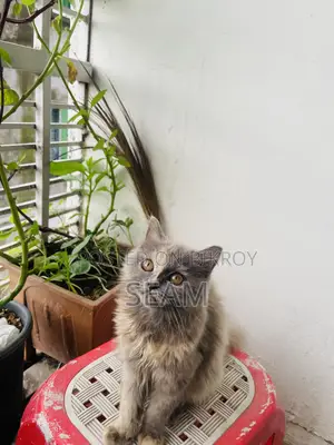 ১-৩ মাসের ফিমেল পিওরব্রেড পার্সিয়ান