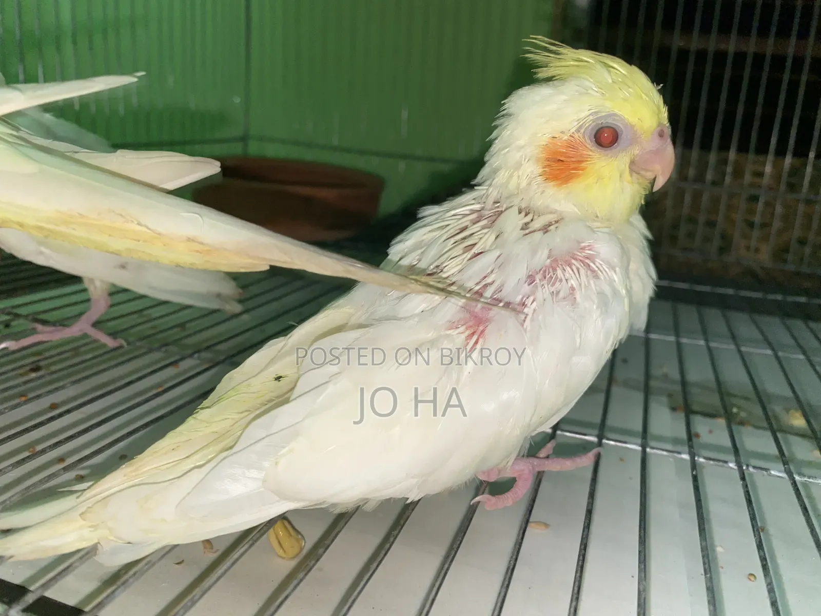 Cockatiel Tame Size Baby