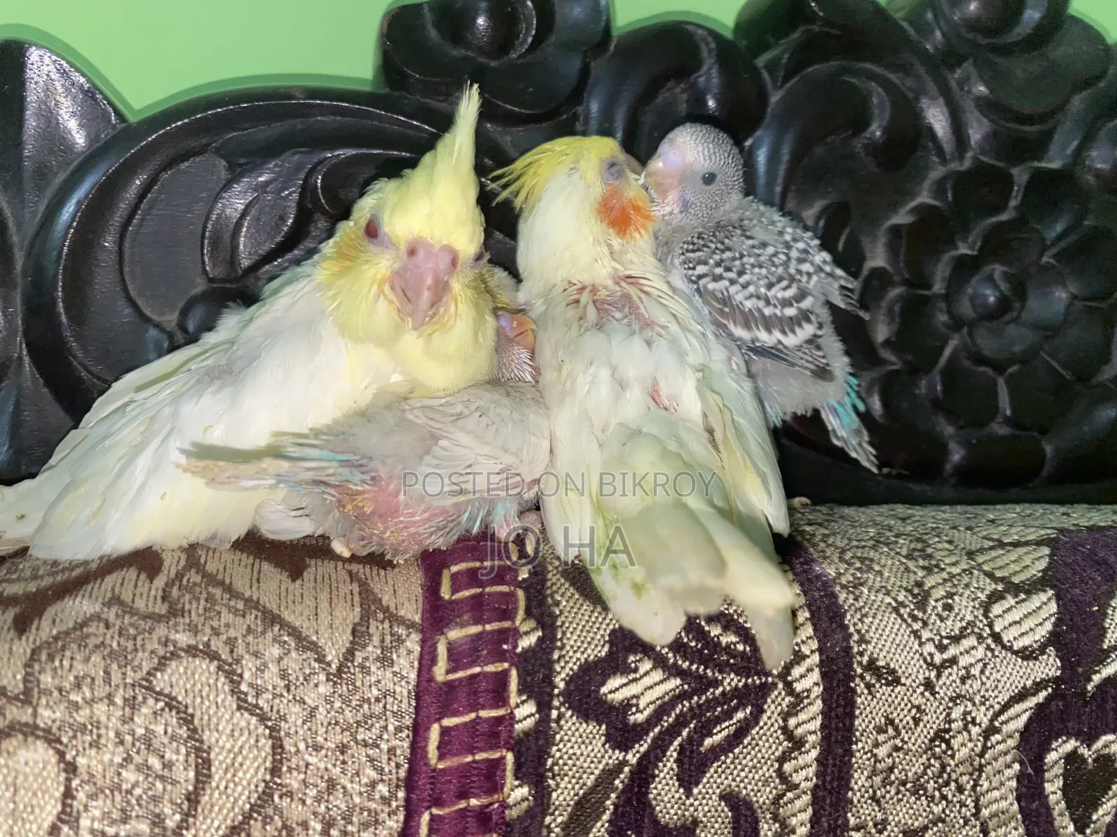 Cockatiel Tame Size Baby