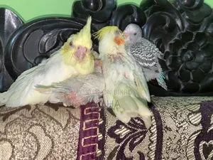 Cockatiel Tame Size Baby