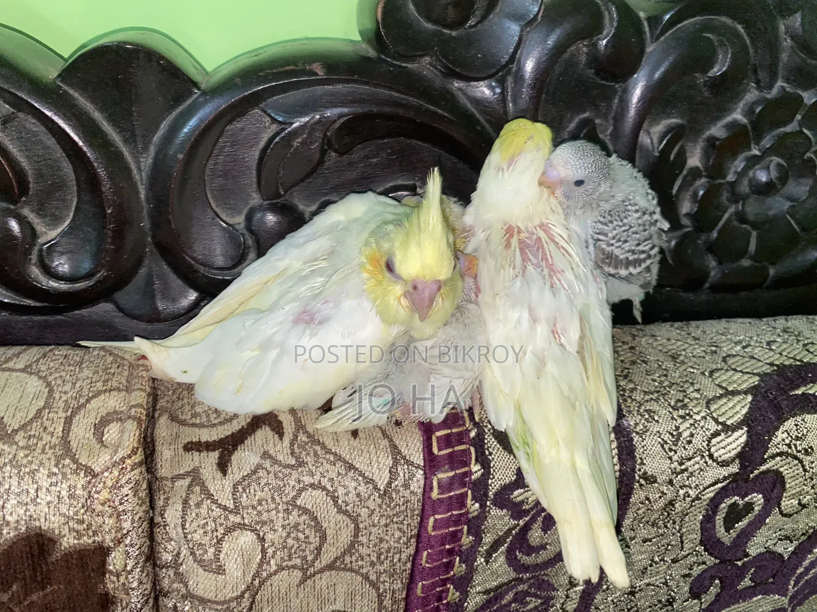 Cockatiel Tame Size Baby