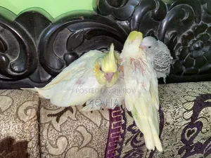 Cockatiel Tame Size Baby