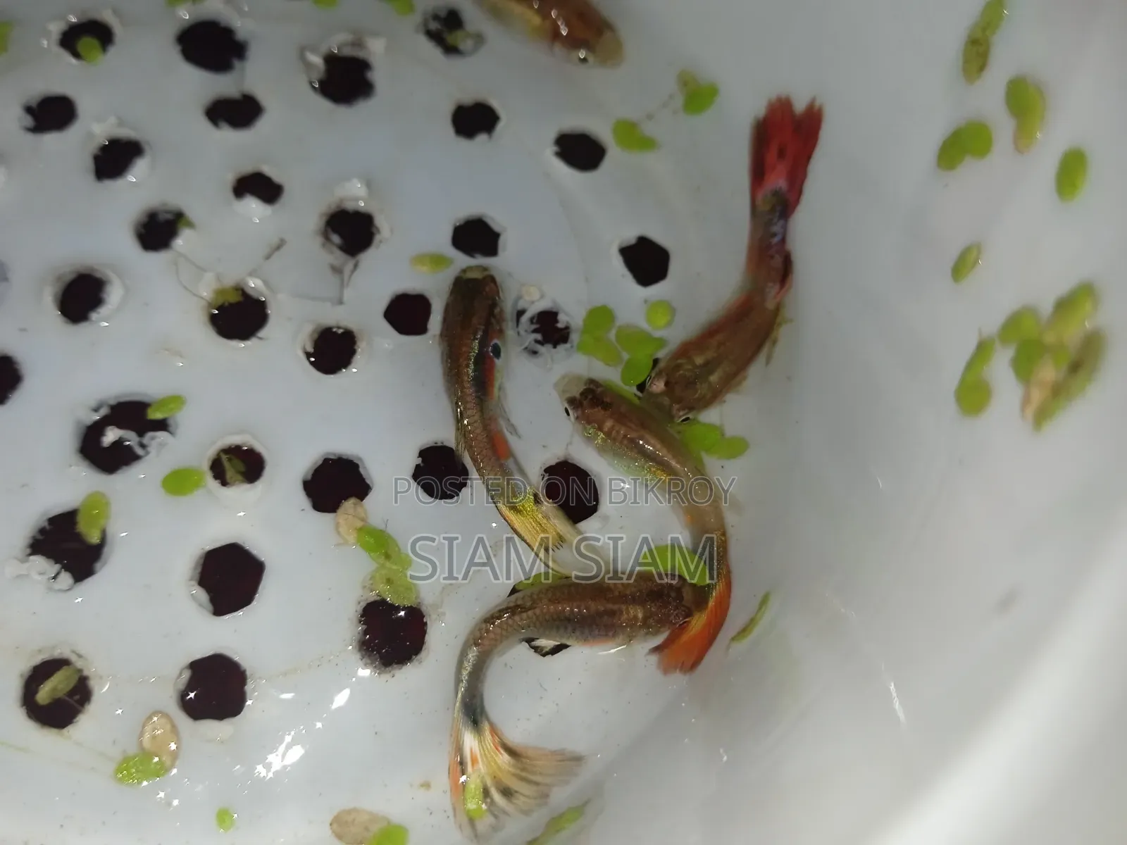মিক্স গাপ্পি মাছ