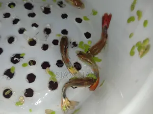 মিক্স গাপ্পি মাছ