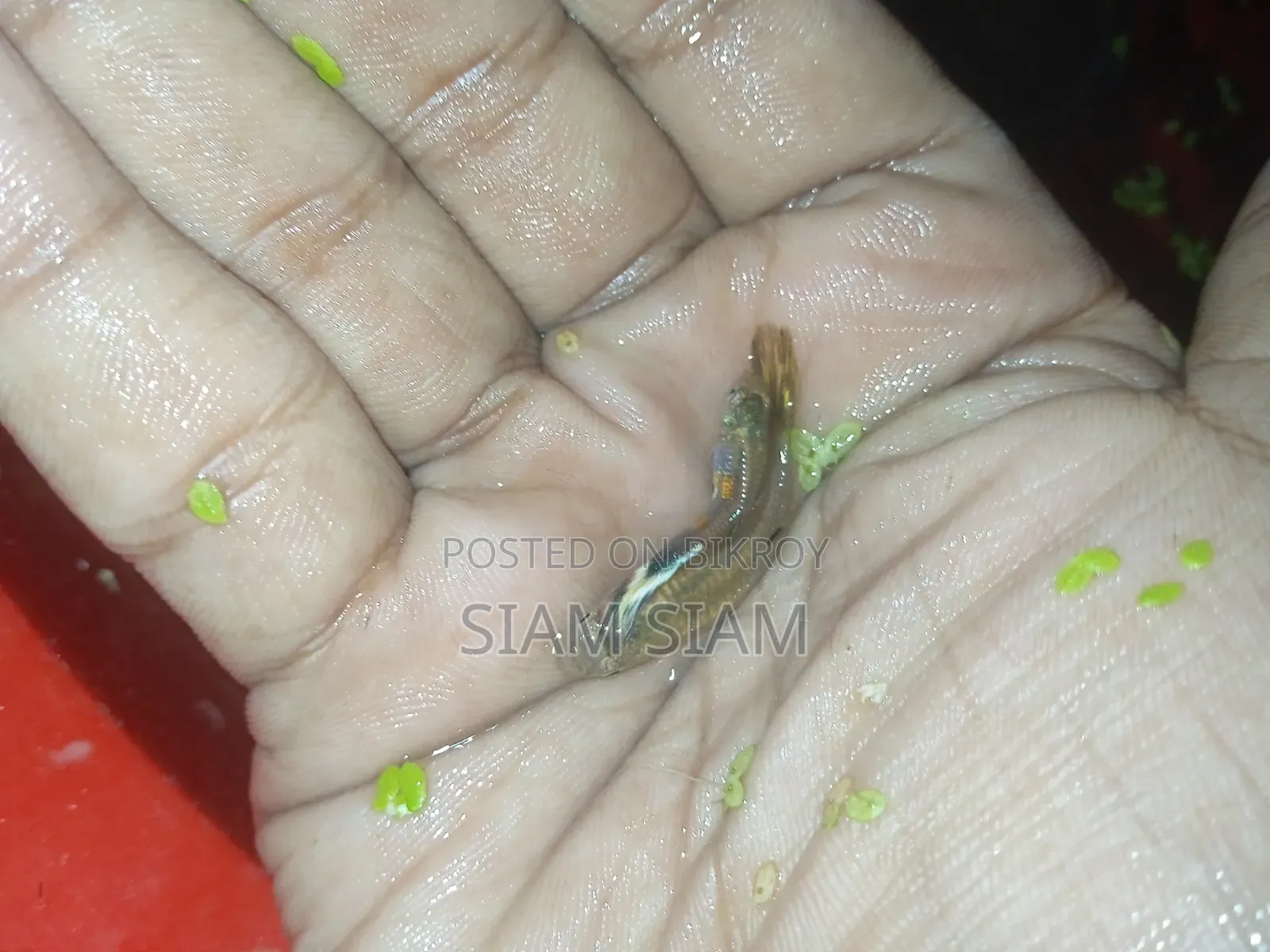 মিক্স গাপ্পি মাছ