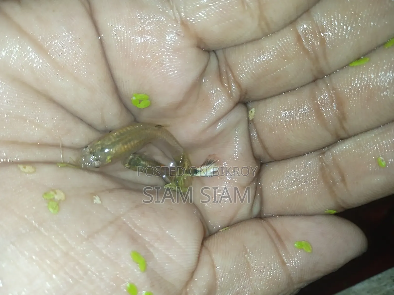 মিক্স গাপ্পি মাছ