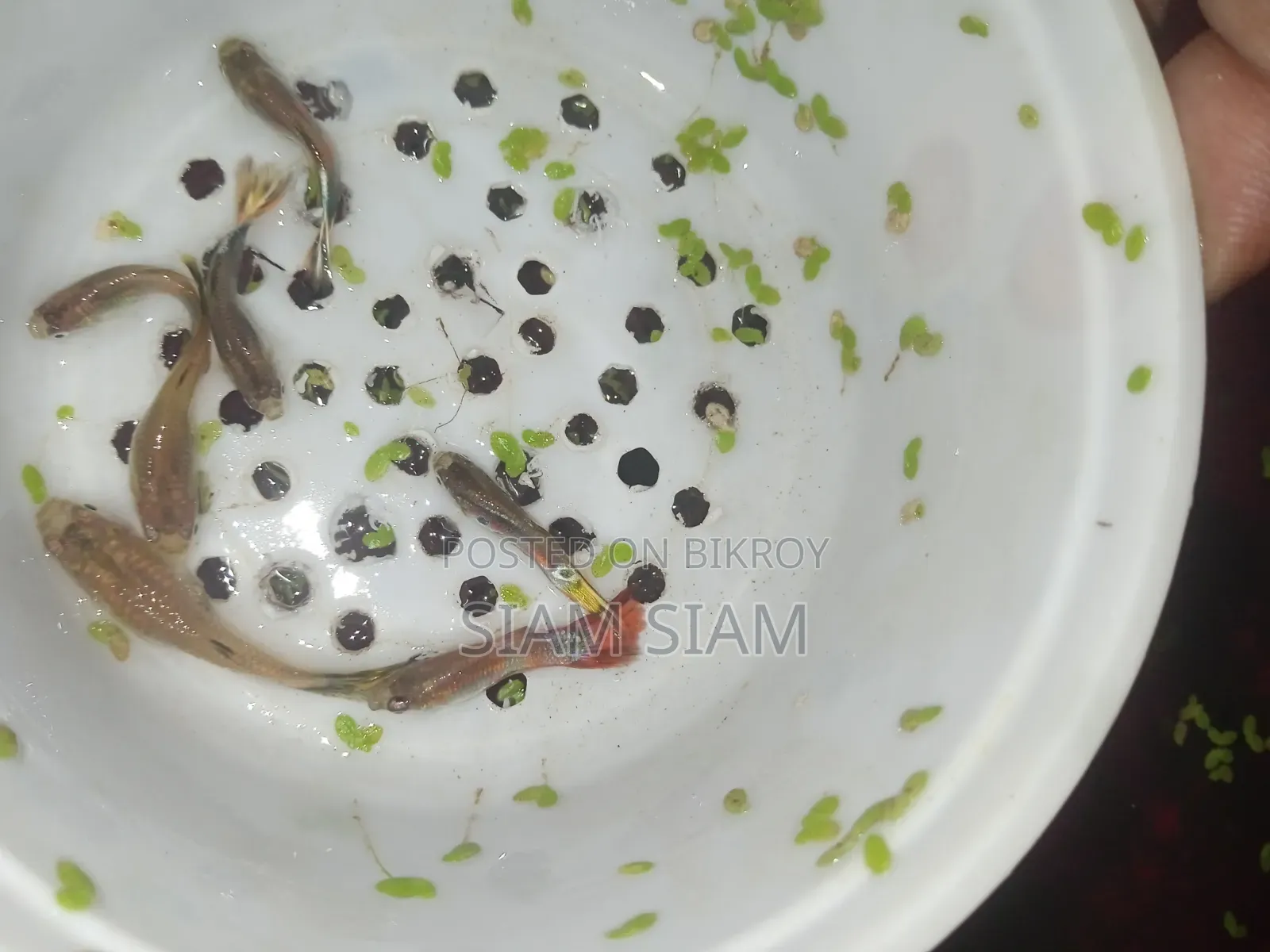 মিক্স গাপ্পি মাছ