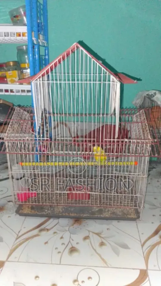 চায়না বার্ড কেজ