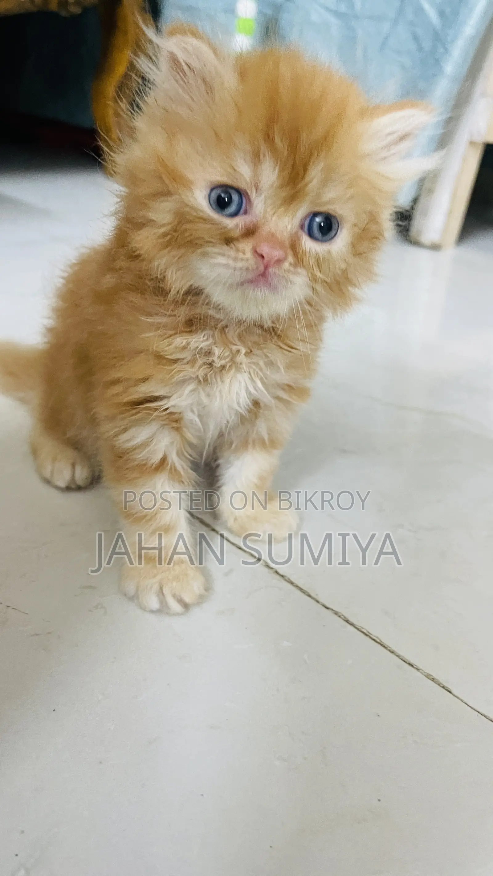 0-1 month Female Purebred Persian