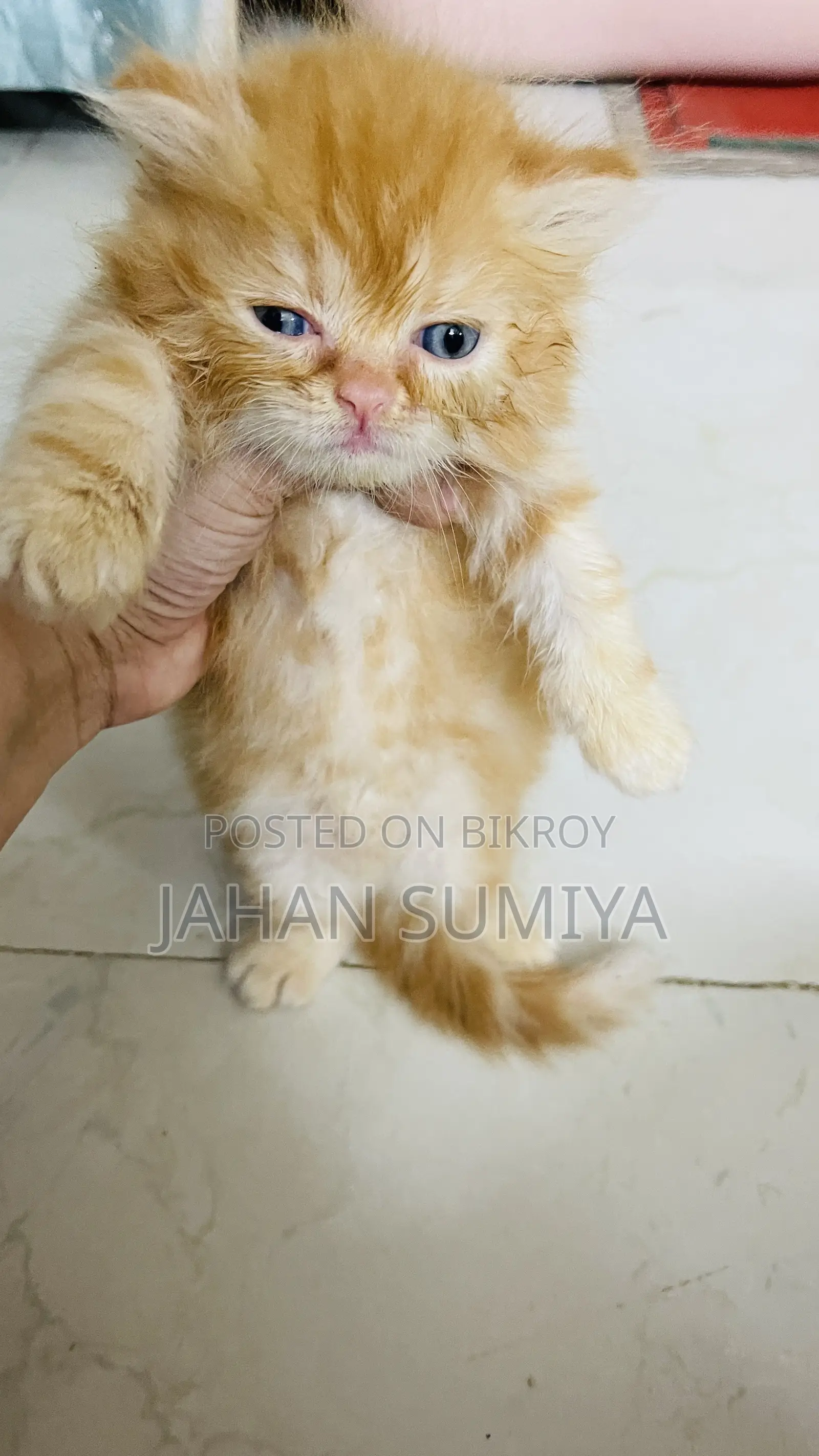 0-1 month Female Purebred Persian