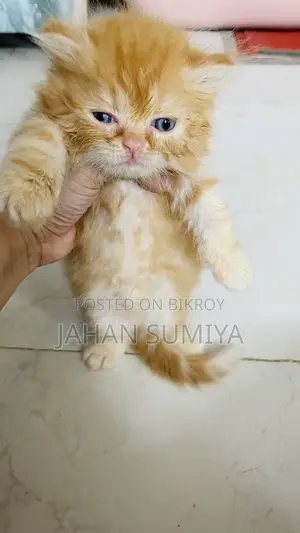 0-1 month Female Purebred Persian