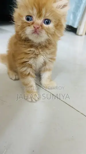 0-1 month Female Purebred Persian