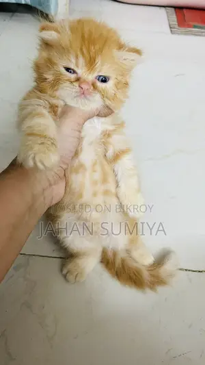 0-1 month Female Purebred Persian