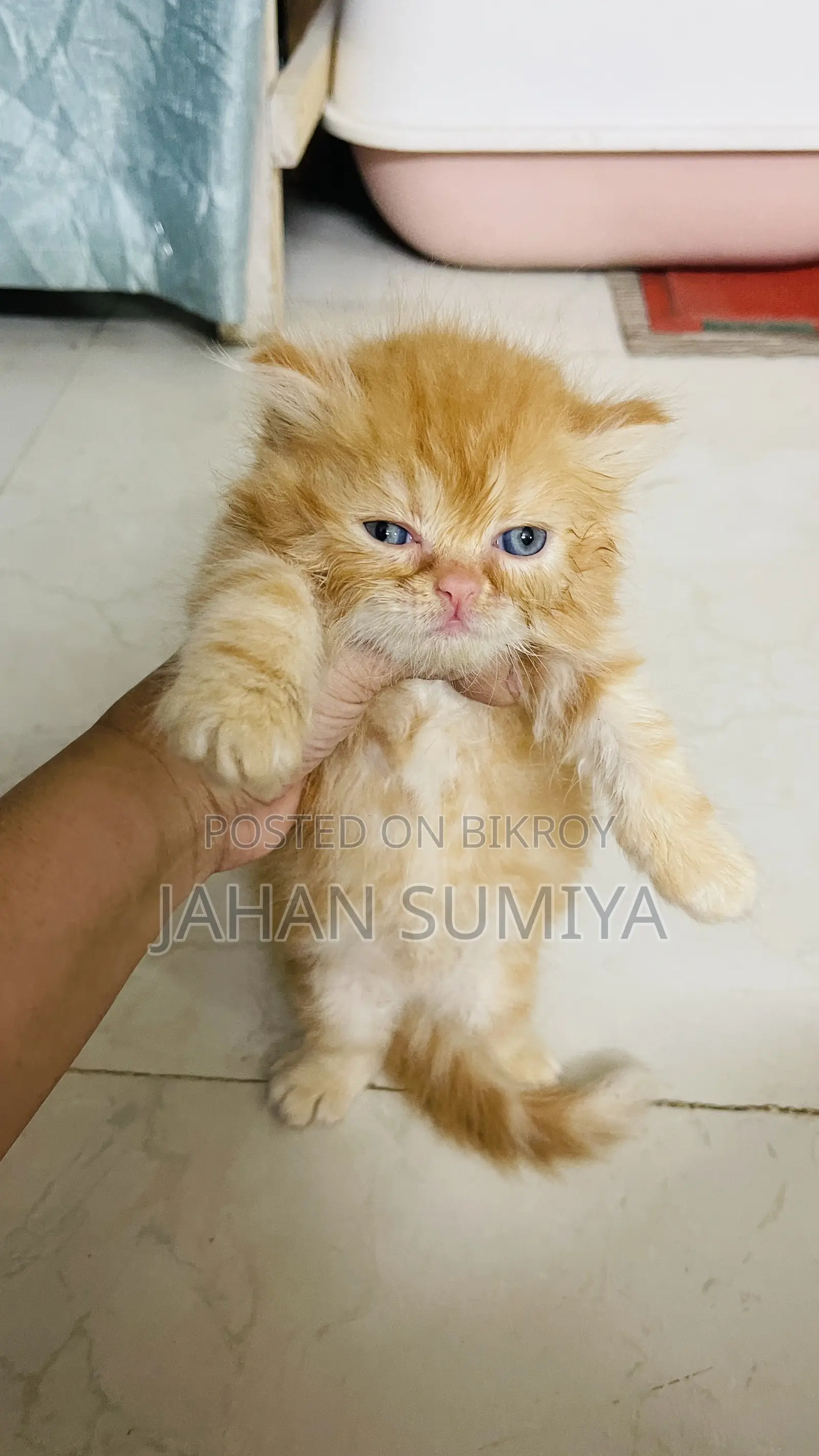 0-1 month Female Purebred Persian