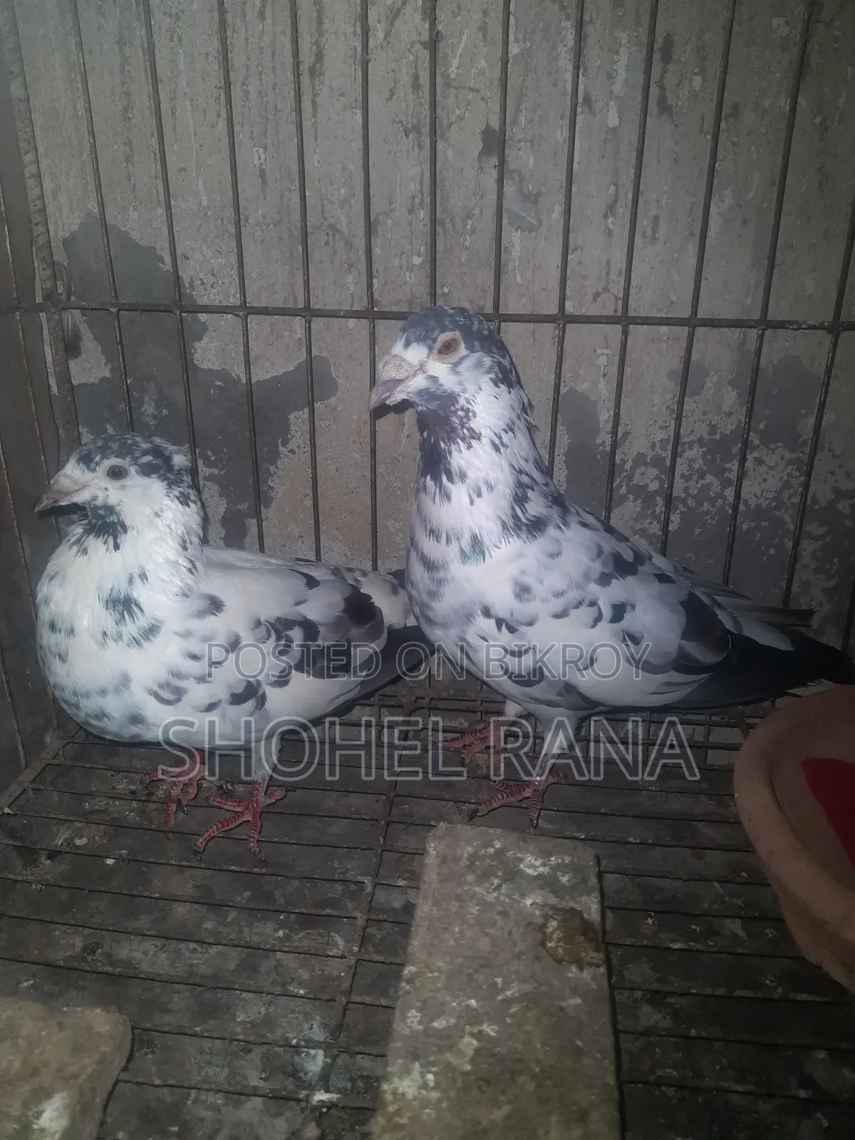 Pigeons for sale