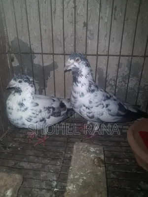 Pigeons for sale