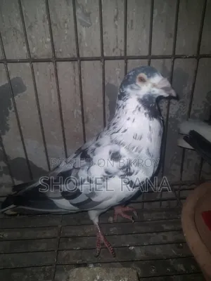 Pigeons for sale