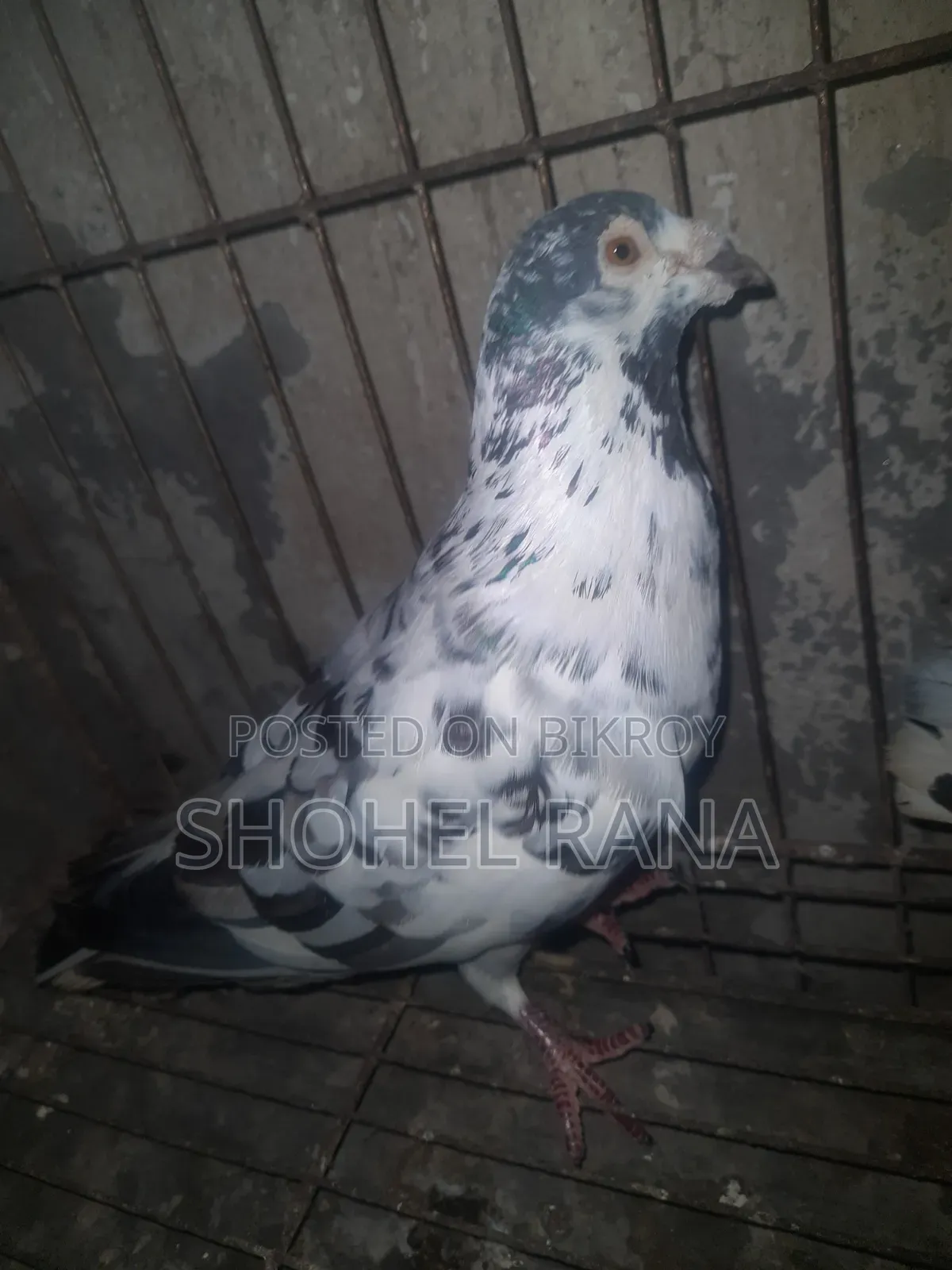 Pigeons for sale