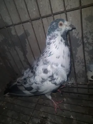 Pigeons for sale