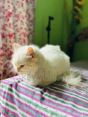৩-৬ মাসের ফিমেল পিওরব্রেড পার্সিয়ান