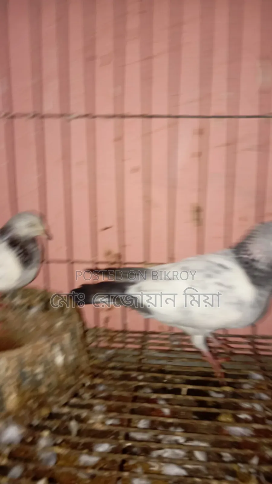 Running Breeding Pair of Fancy Bagha Pigeons