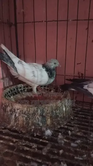 Running Breeding Pair of Fancy Bagha Pigeons