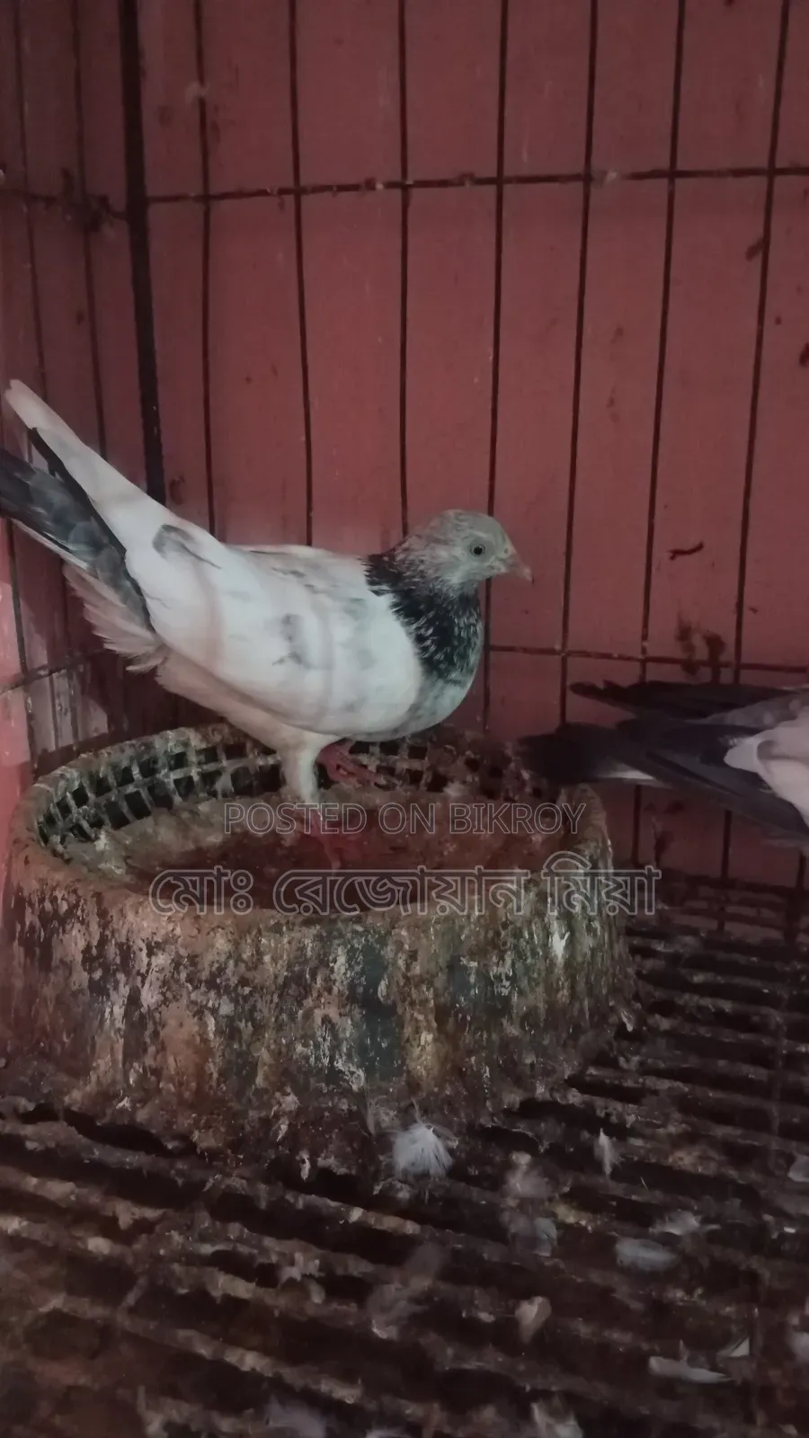 Running Breeding Pair of Fancy Bagha Pigeons