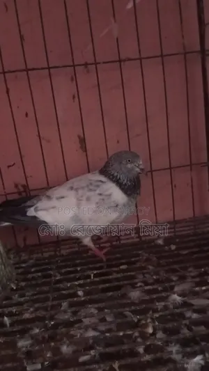 Running Breeding Pair of Fancy Bagha Pigeons
